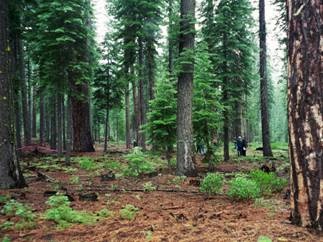 Green mountain forest trees