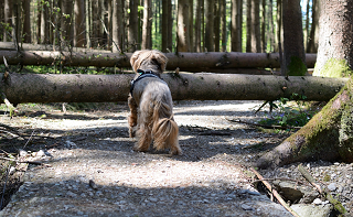 Medium-size dog on shady trail facing a tree down across the trail