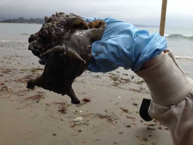 Oiled sea hare May 2015