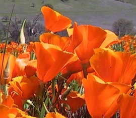 Close up of puppies in full bloom in the sun