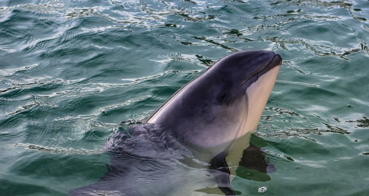 Vaquita (smallest porpoise) showing head above the water