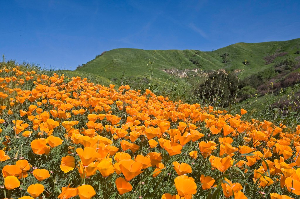 Poppy-covered hillside