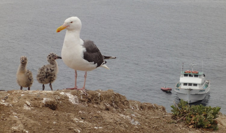 Seagull and 2 chicks overlooking moored tour boat on gray ocean