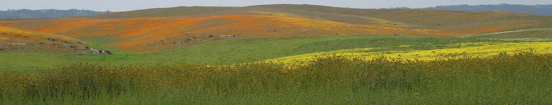 Spring green foothills covered in orange poppies and yellow mustard