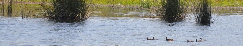 Ducks at water's edge