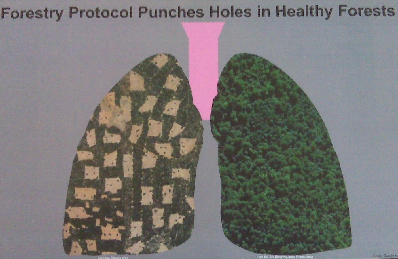 Lung Illustration re: clear cutting