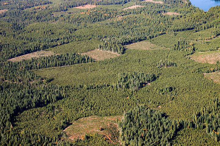 Clearcut forest