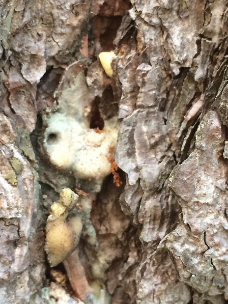 Oblong hole in bark with yellow sap mounding up and dripping down