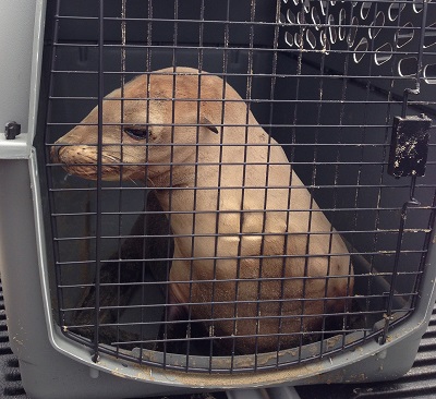 Rescued, oiled sea lion in an animal crate