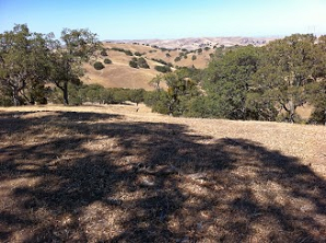 Rolling hills in mid to late summer - grasslands and oaks in bright sunlight