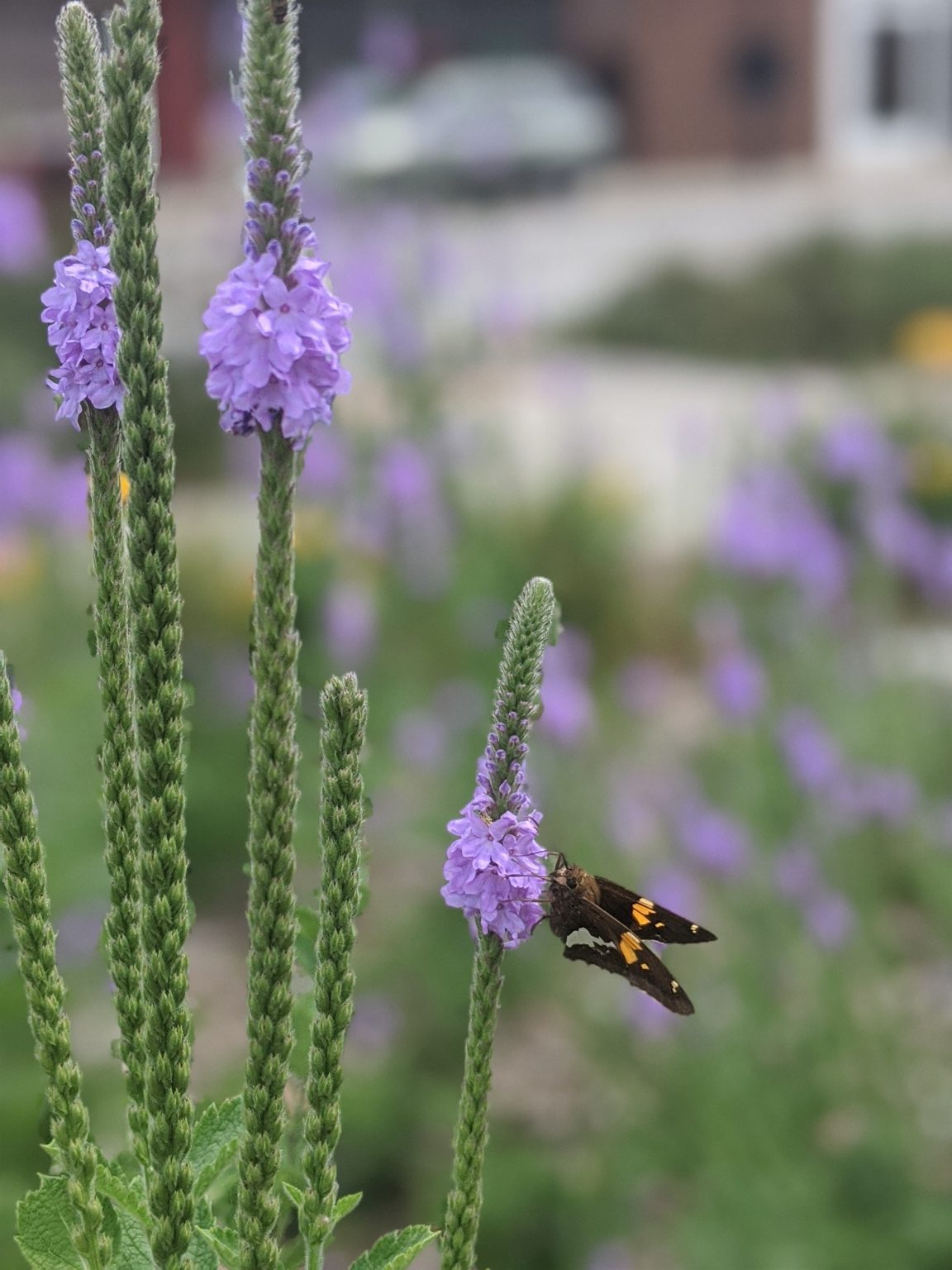 Nectar Plant