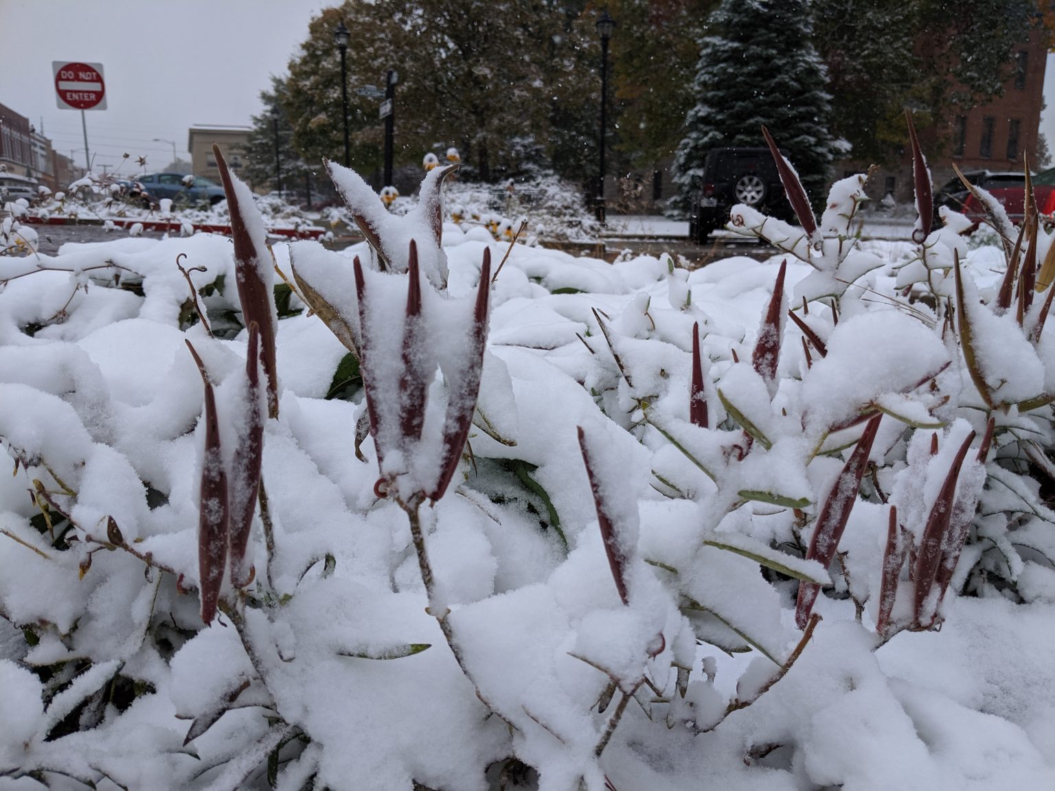 Pollinator bed in winter