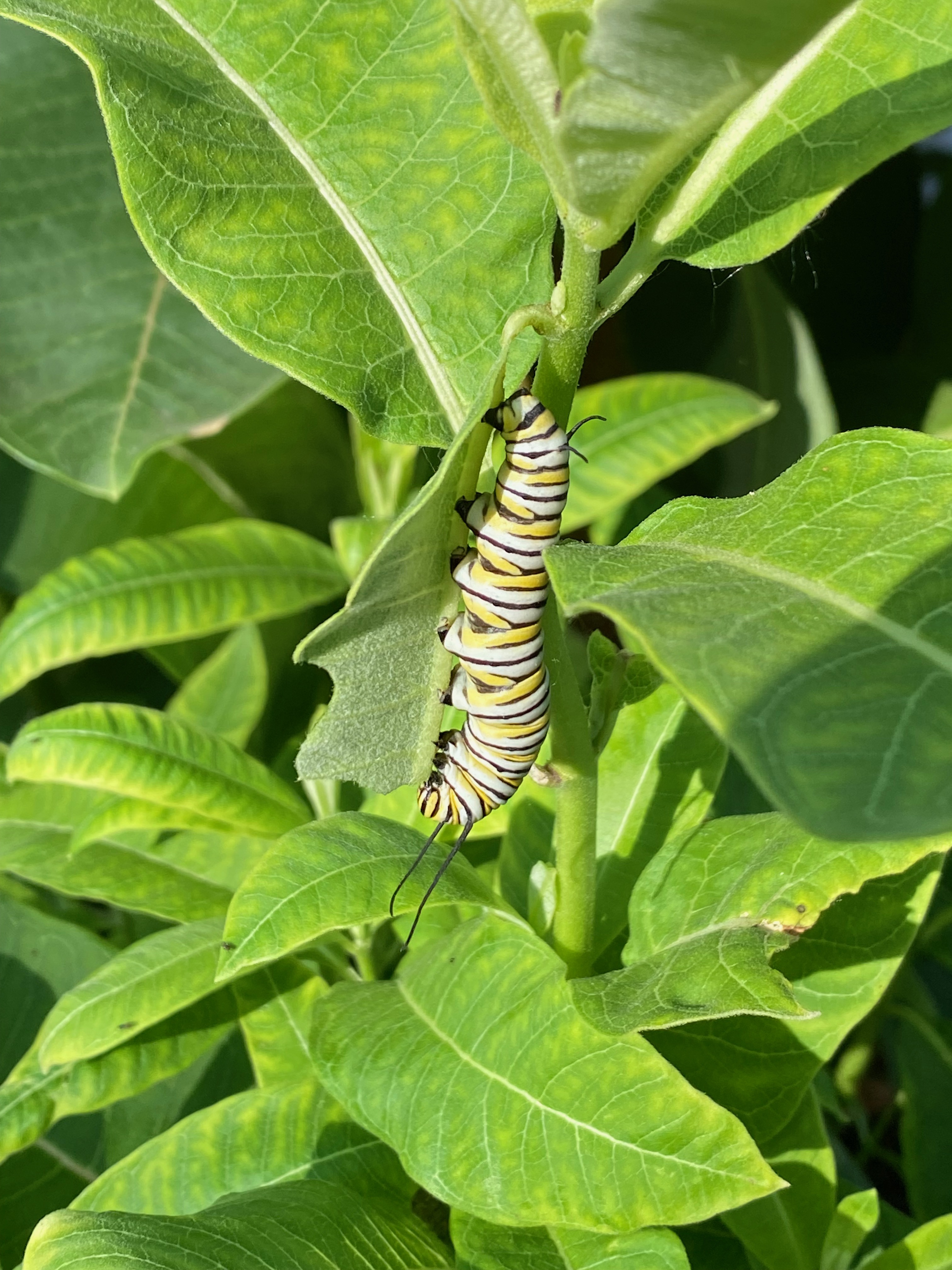 monarch larva