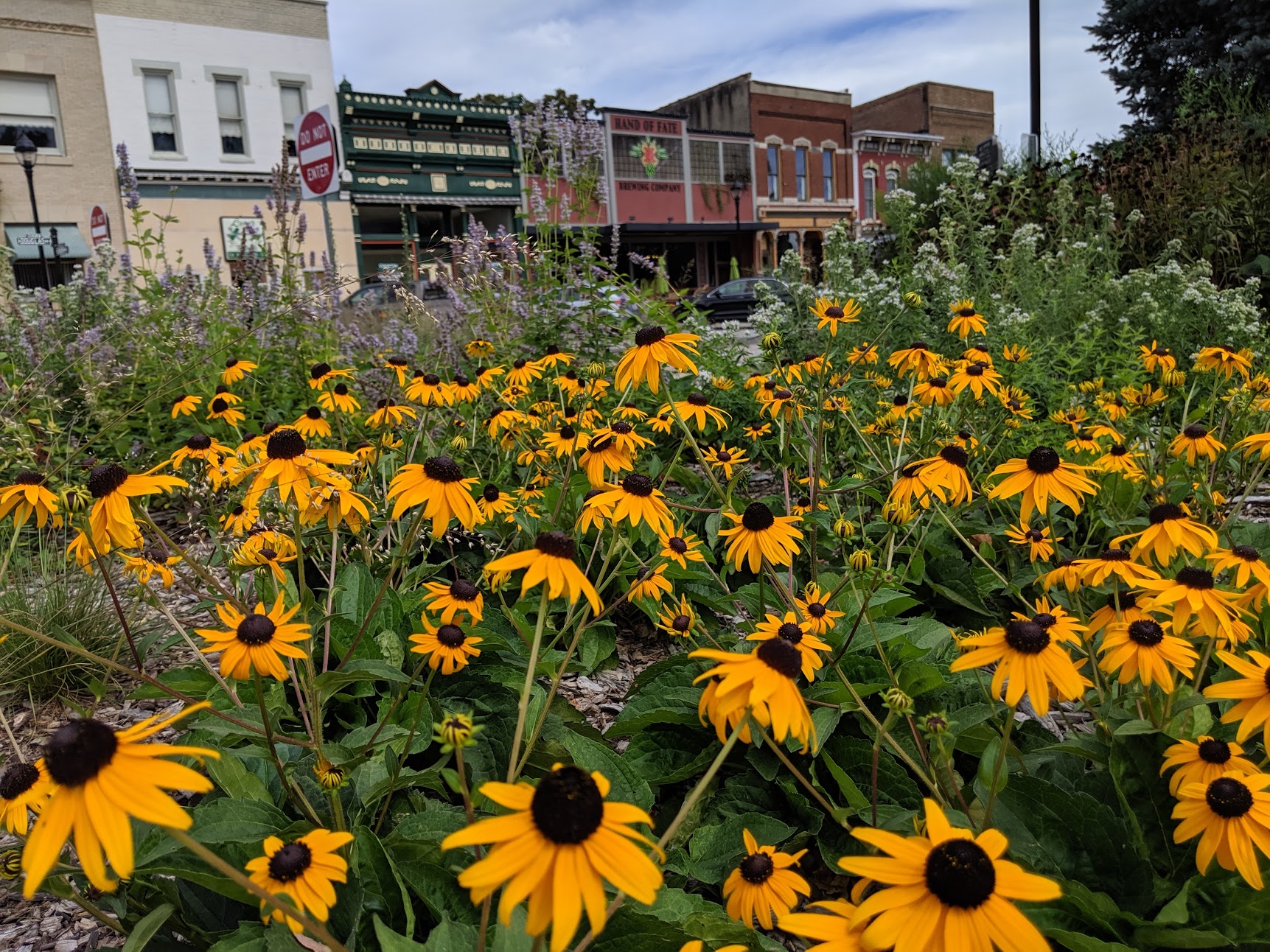 Petersburg Square Pollinator bed