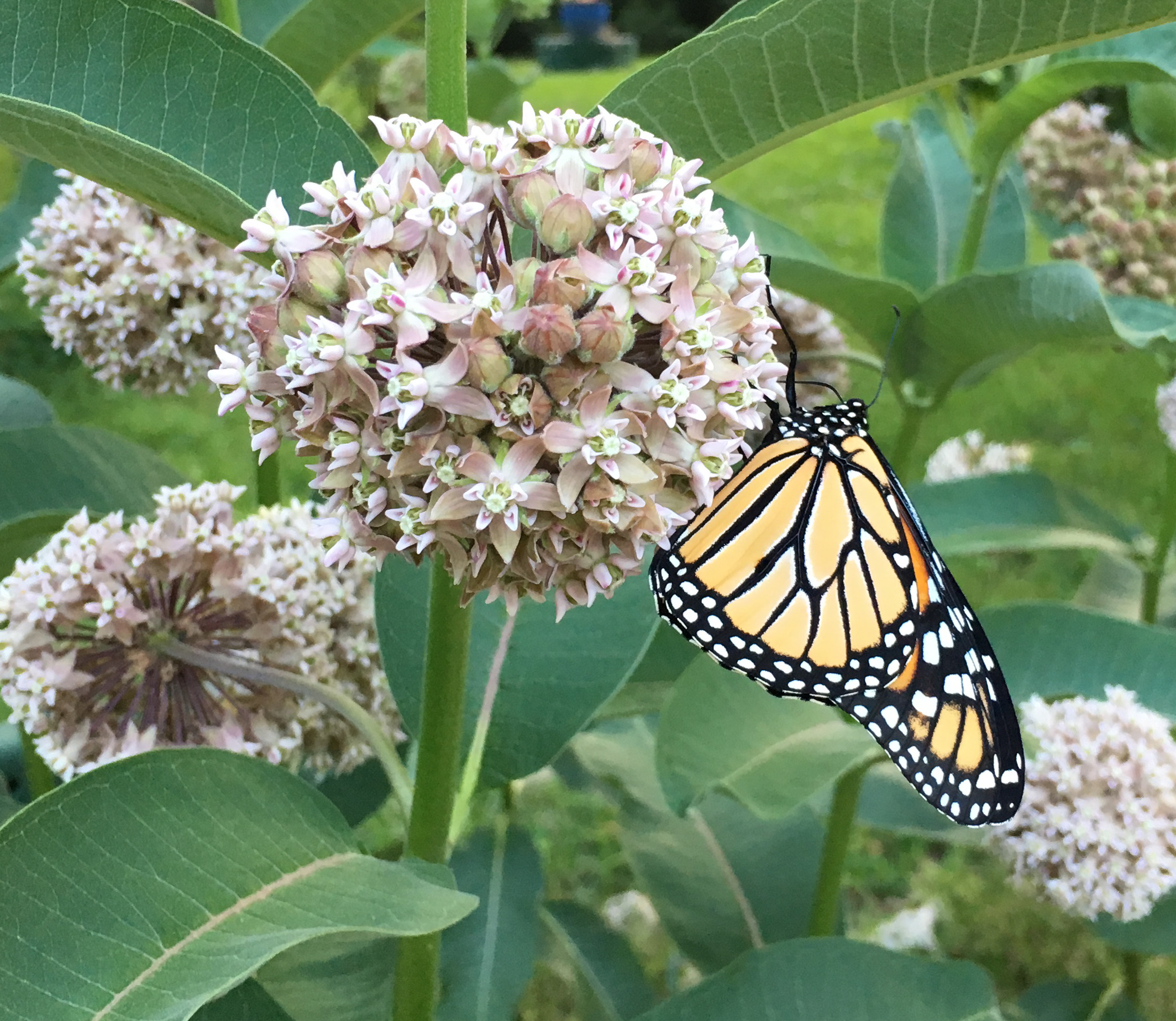 monarch butterfly on milkweed