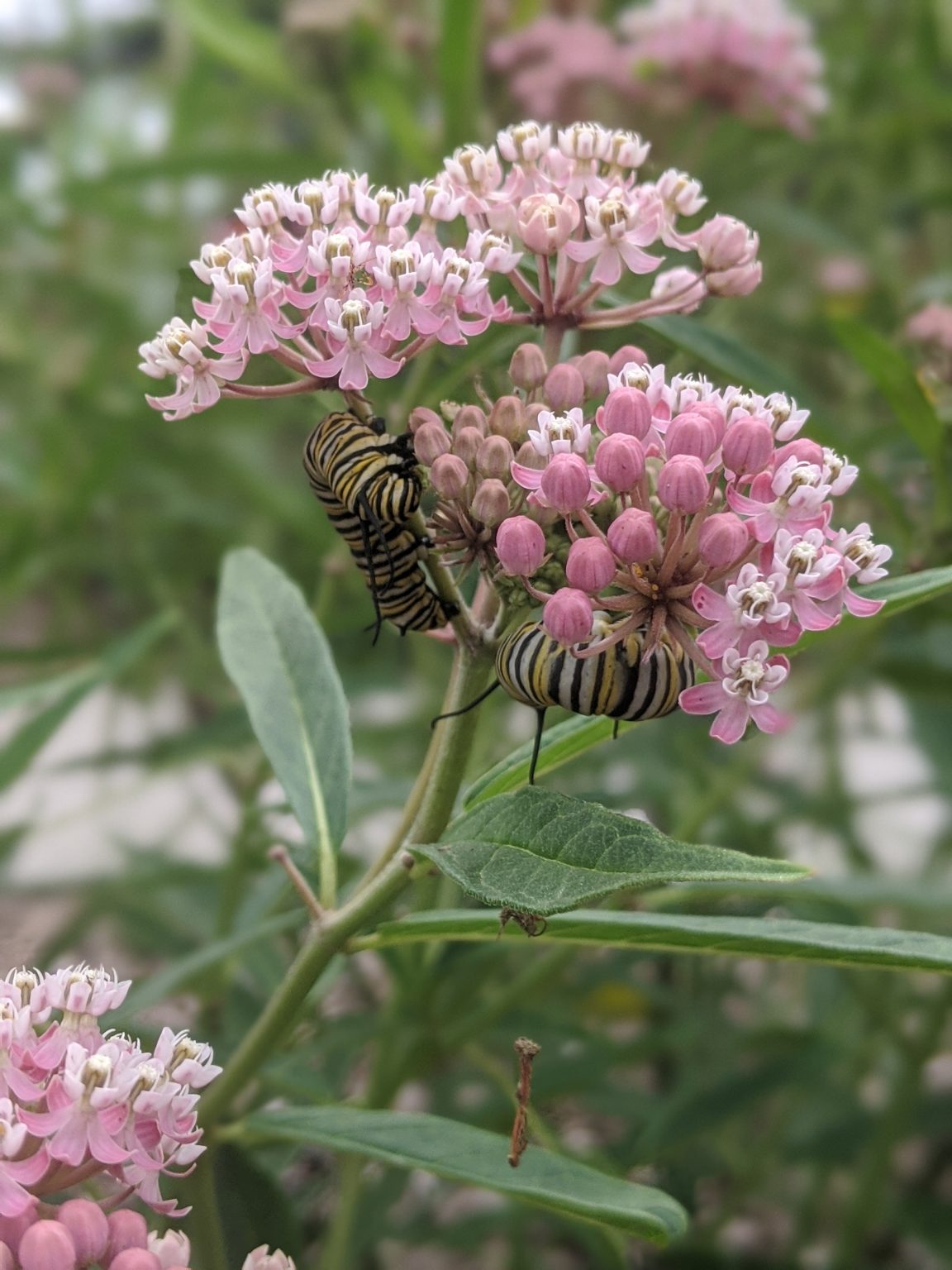 Monarch Larva