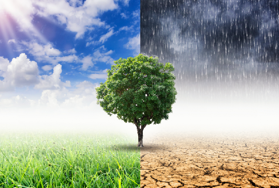 Tree in both greenery and desert
