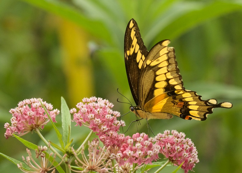 Giant Swallowtail butterfly on milkweed