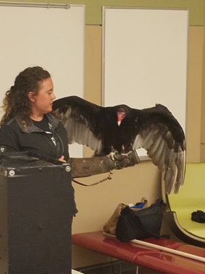 Vulture