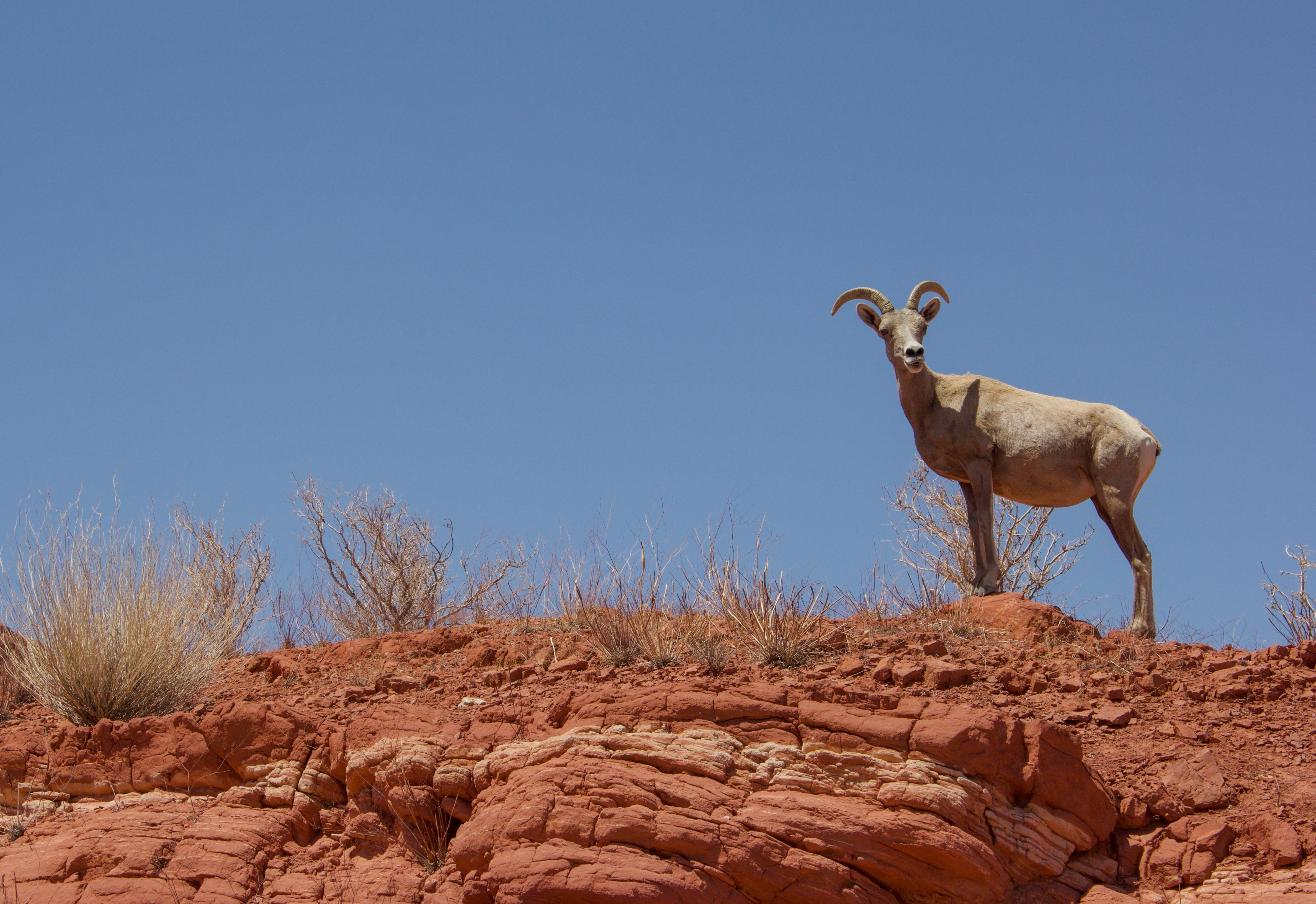Bighorn Sheep against Rocks
