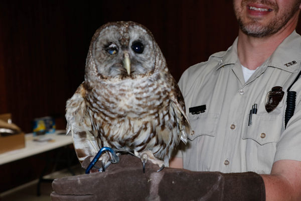 Barred Owl
