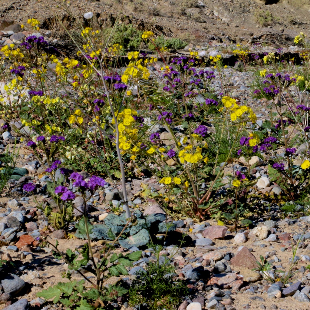Death Valley National Park 2016