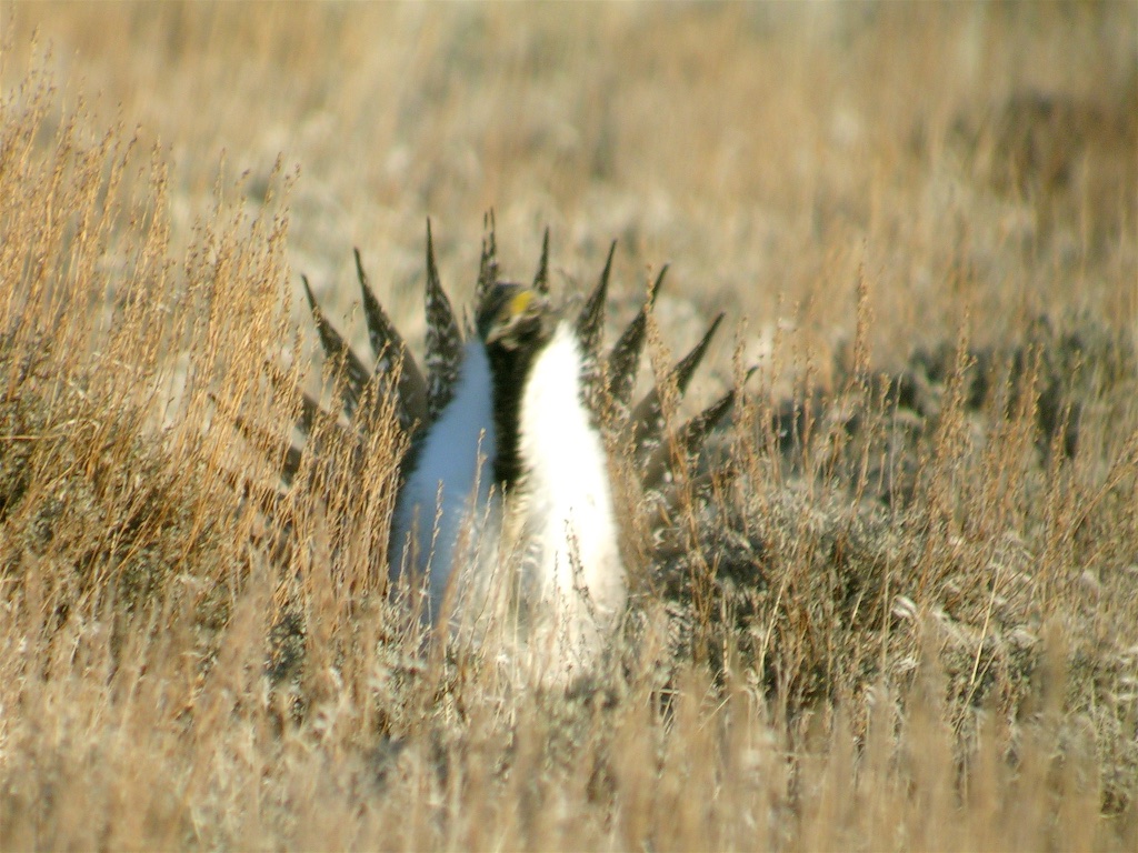 Sage Grouse 