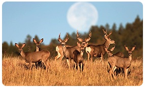 NWF photo