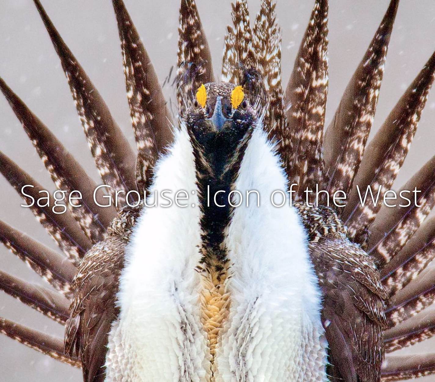 Sage Grouse: Icon of the West