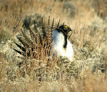 Sage Grouse are threatened with development on critical habitat throughout its range
