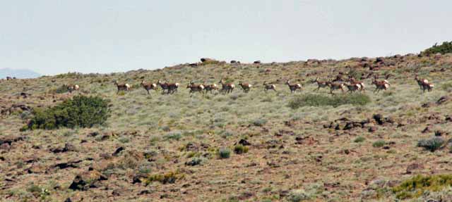 Antelope