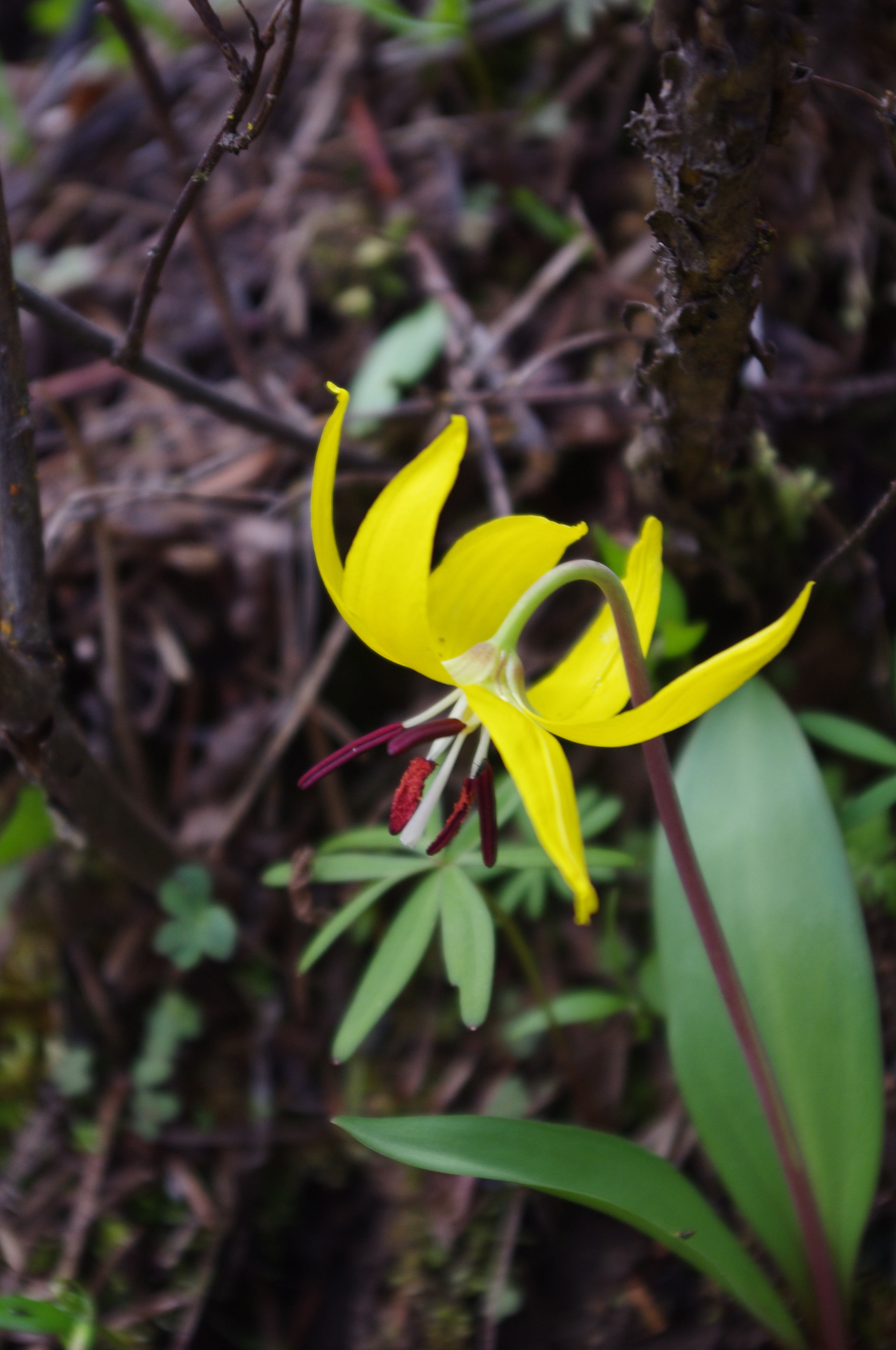 Glacier Lily