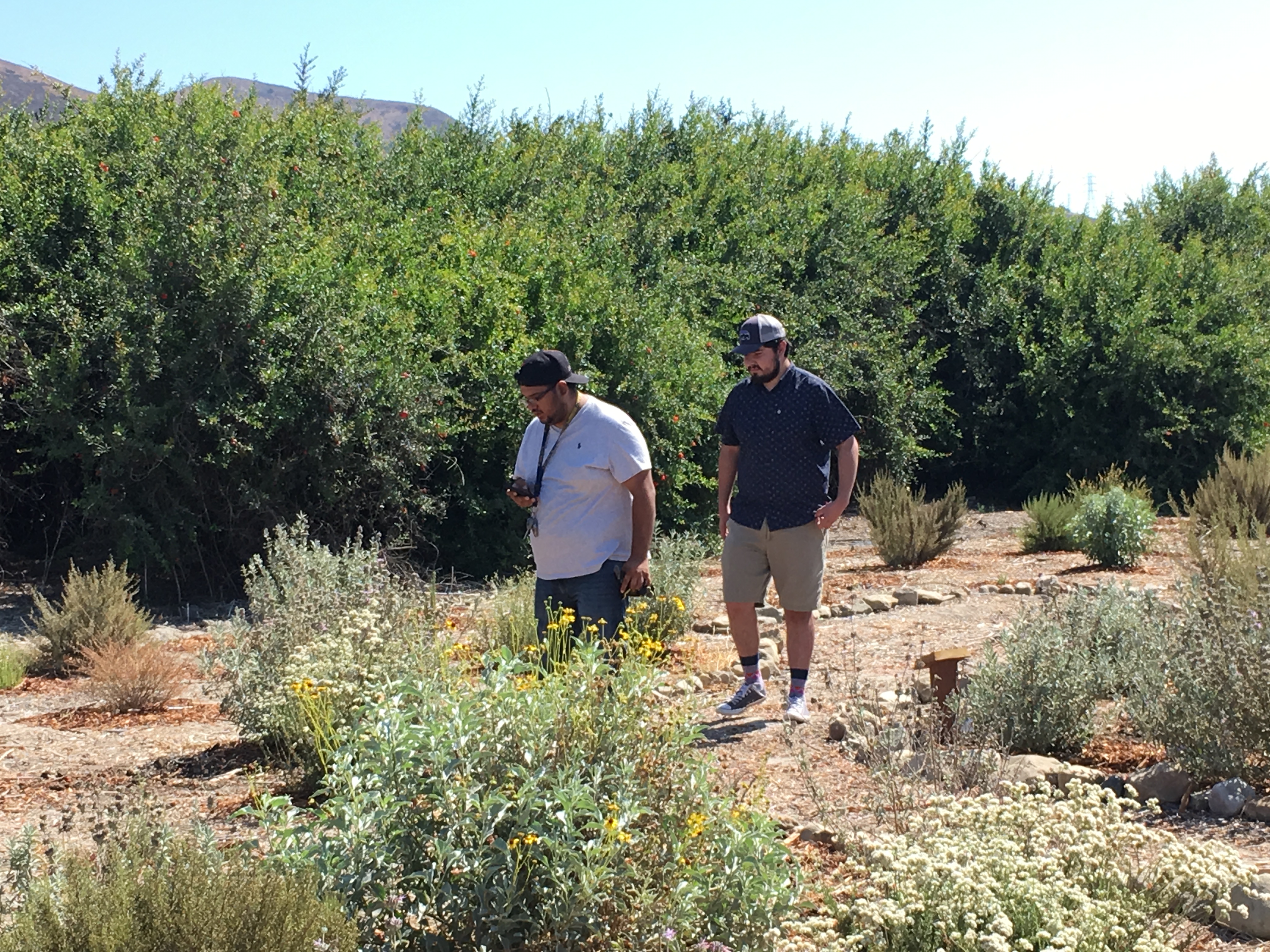 Plant Identification