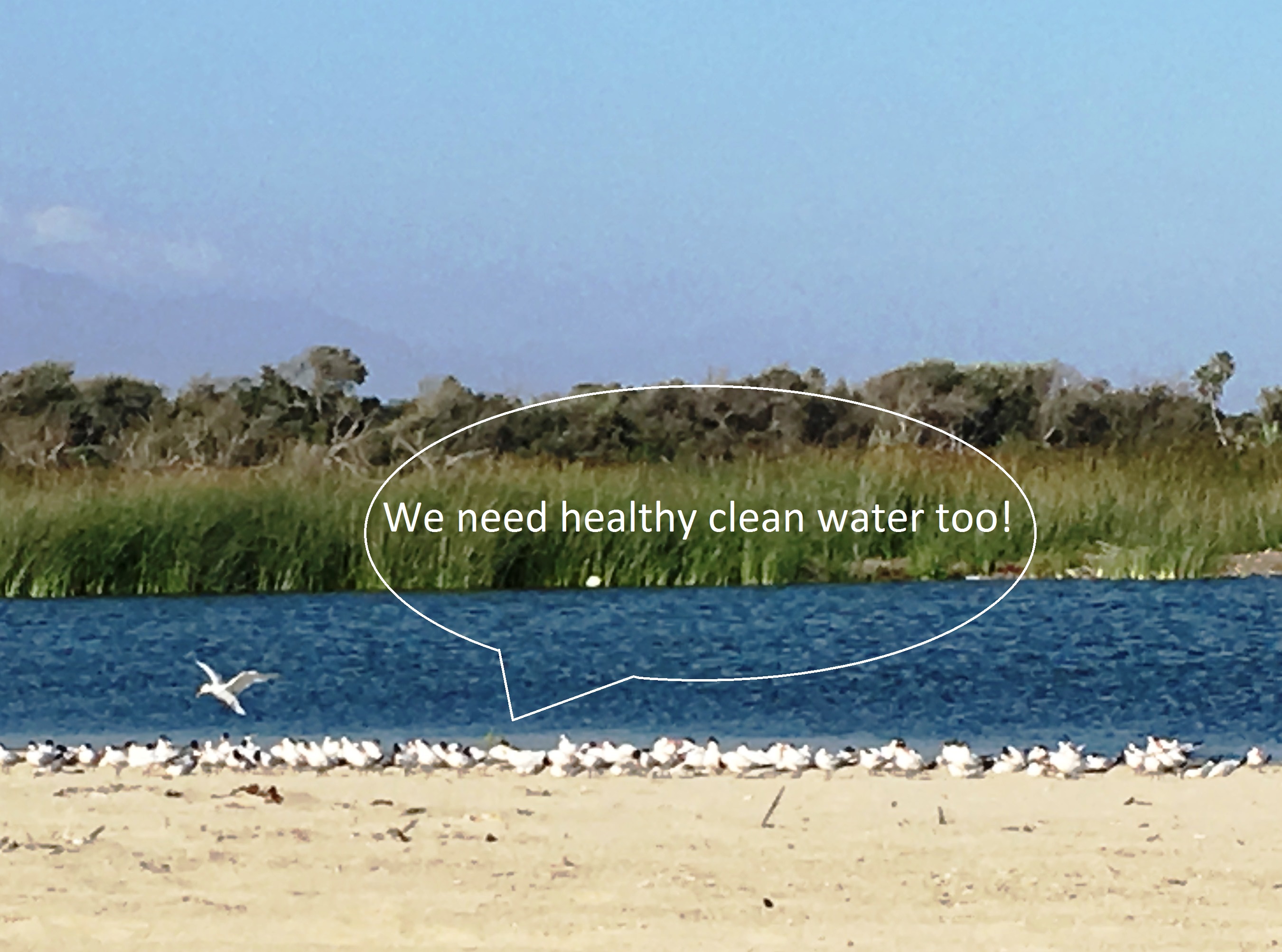 Clean Water Act