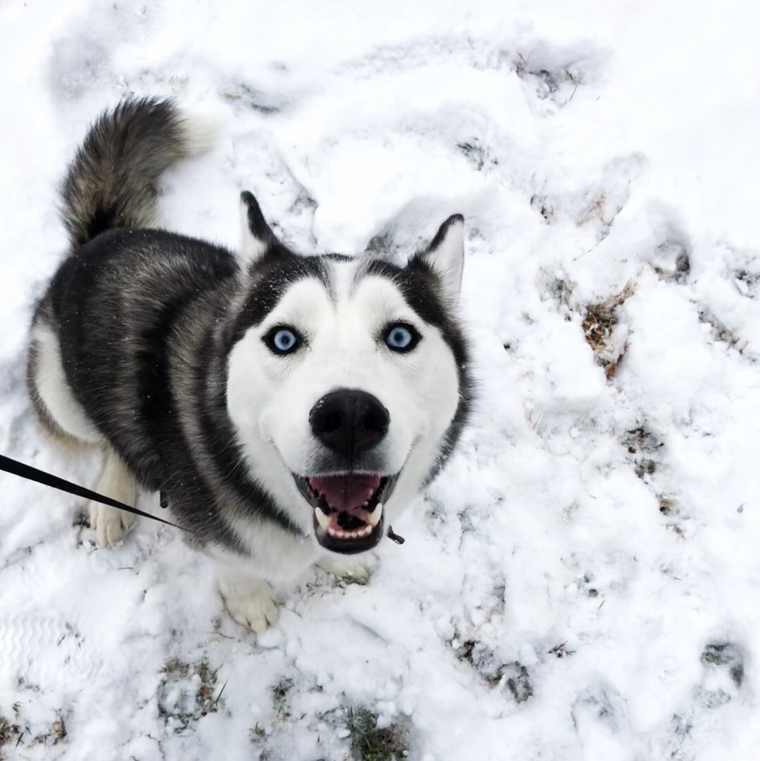 The author's dog, Hunter, appearing in front of snow. His blue eyes pierce through the photo.