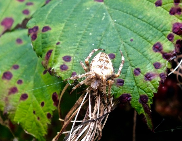 marsh spider
