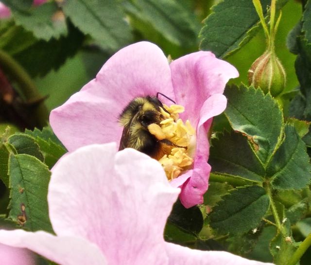 marsh bee