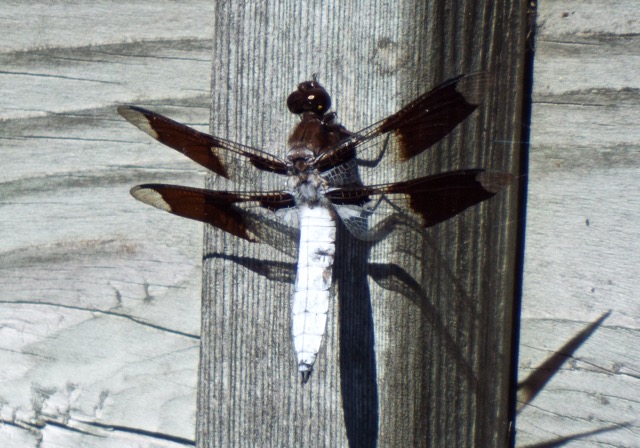 marsh dragonfly
