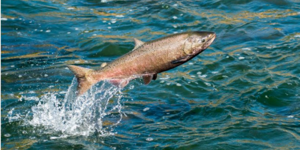 Salmon Swimming