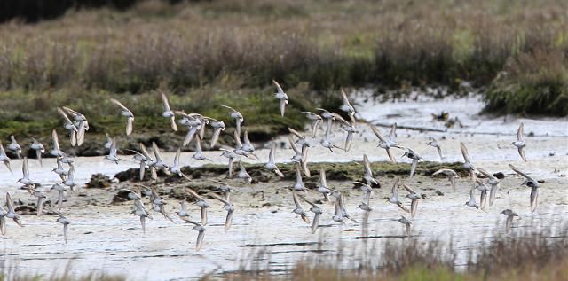dunlin