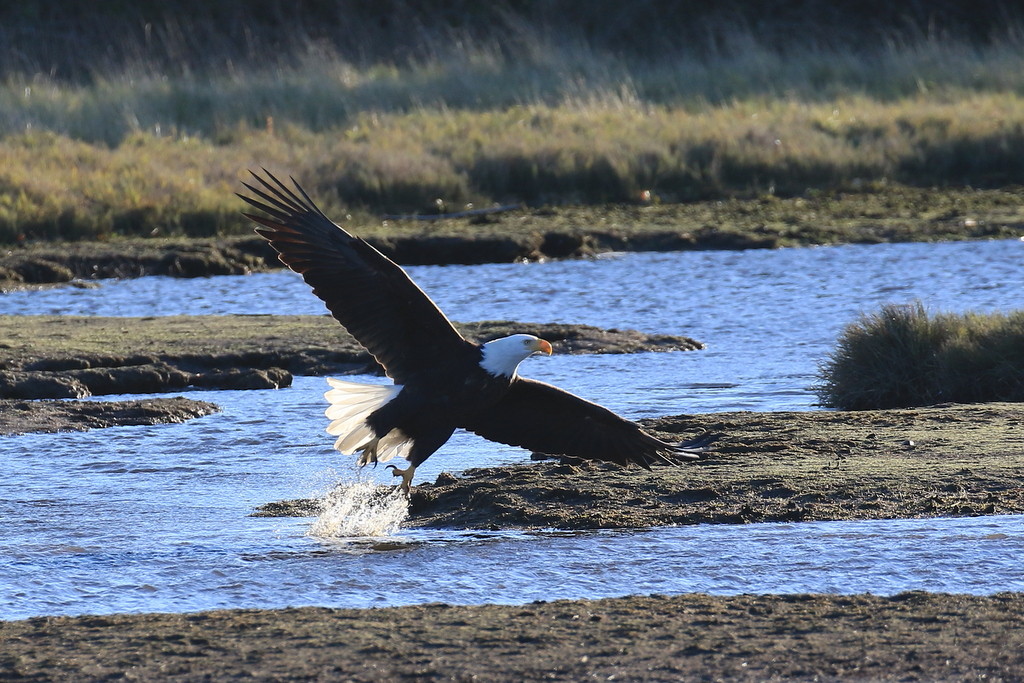 marsh splashing eagle