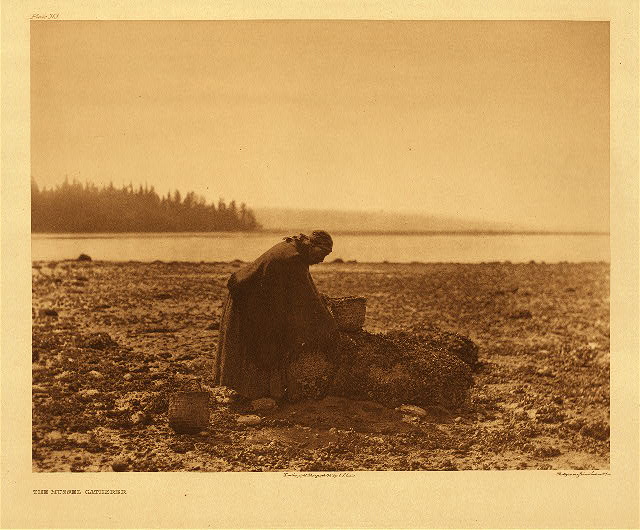 Curtis Mussel Gatherer