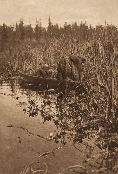 Curtis Tule Gatherers