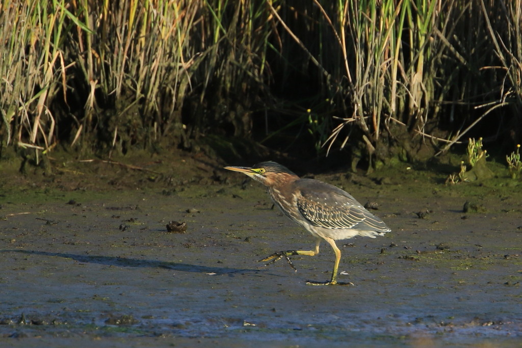 Green Heron at marsh