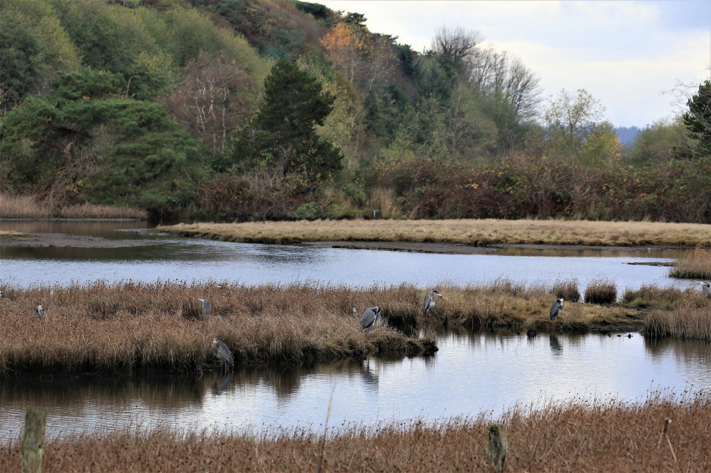 Herons at marsh