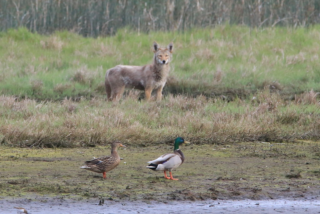 Coyote