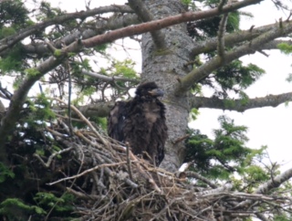 Marsh juvenile eagle