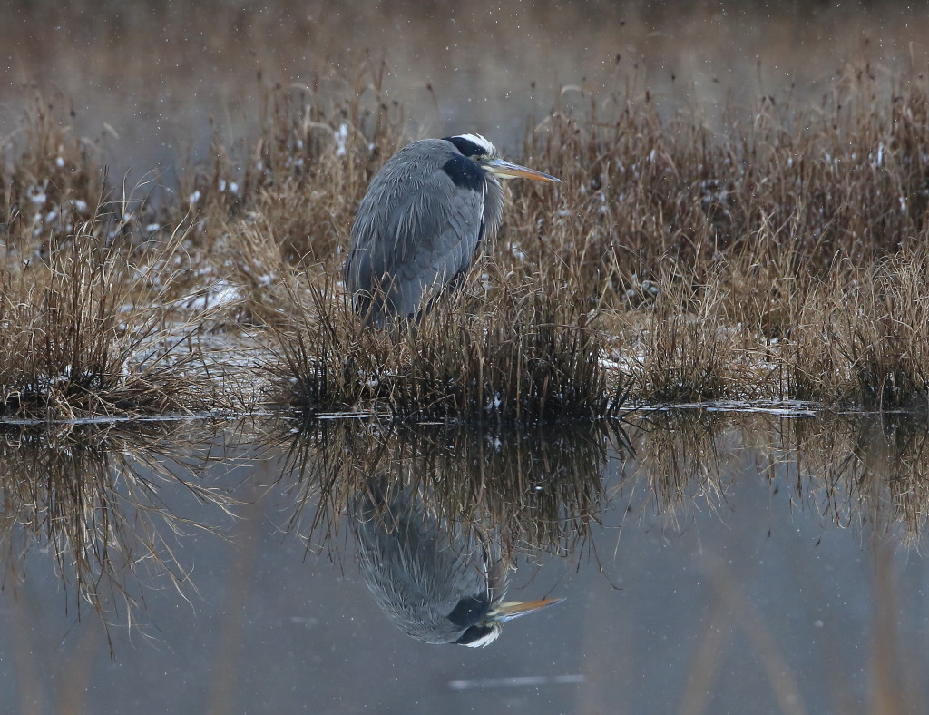 SOM heron reflection