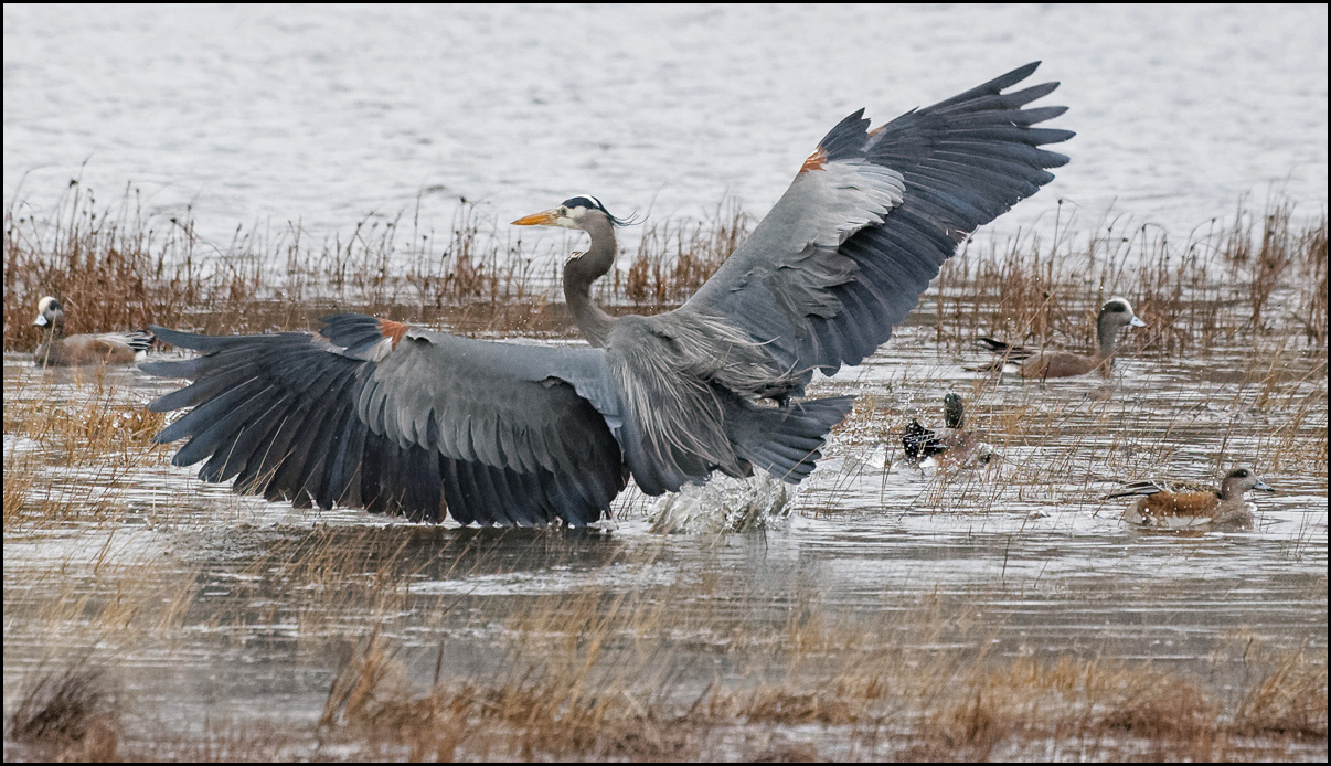 SOM Splashing Heron