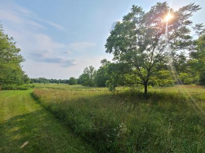Overlooking a portion of the Greenway in Hawthorn Woods by Sam Beard Overlooking a portion of the Greenway in Hawthorn Woods